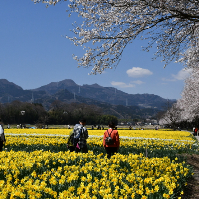 第17回東吾妻町すいせん祭り（東吾妻町）【4月4日（土）～4月12日（日）】