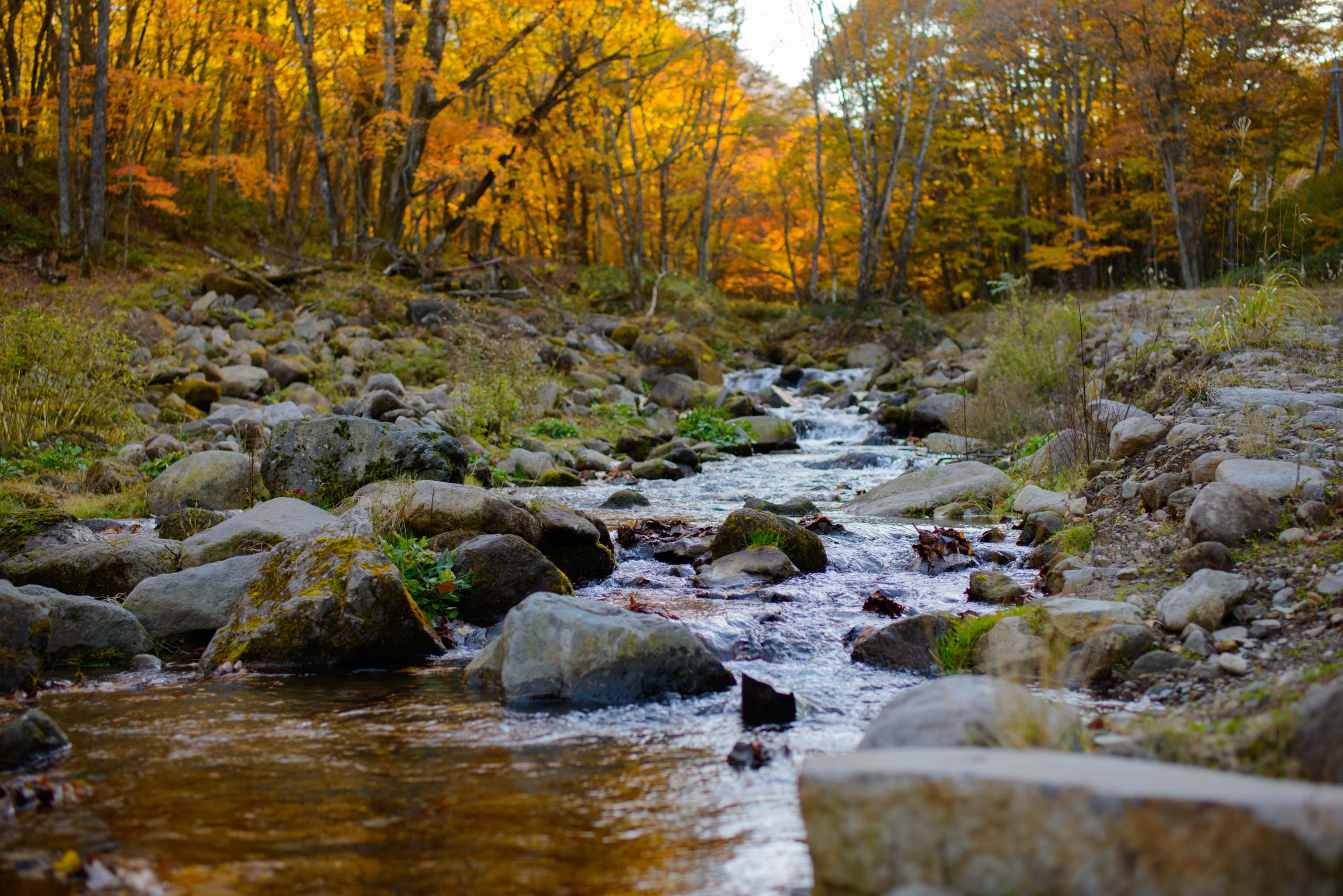 鹿沢温泉観光協会長賞【湯尻川の秋】（嬬恋村：湯尻川）