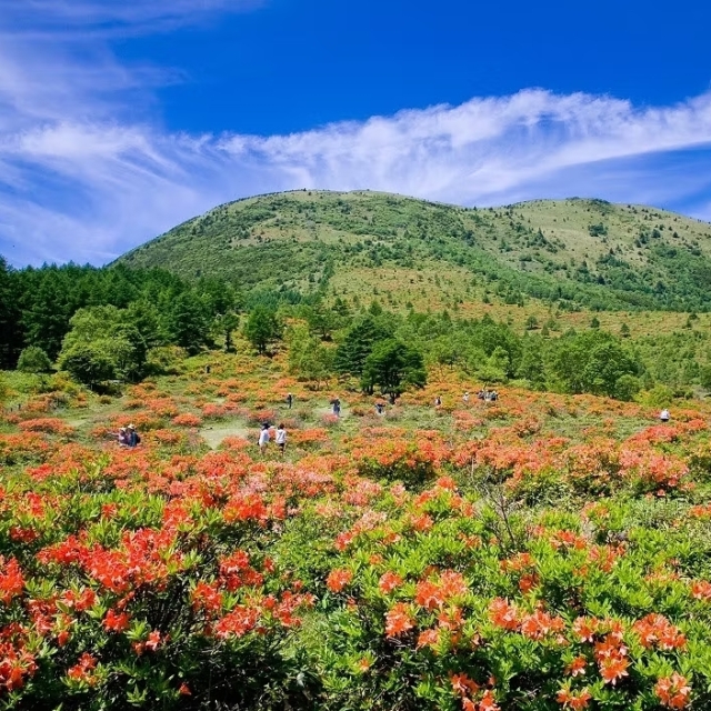 湯の丸高原つつじ祭（嬬恋村）【6月5日(金)～6月30日(火)】