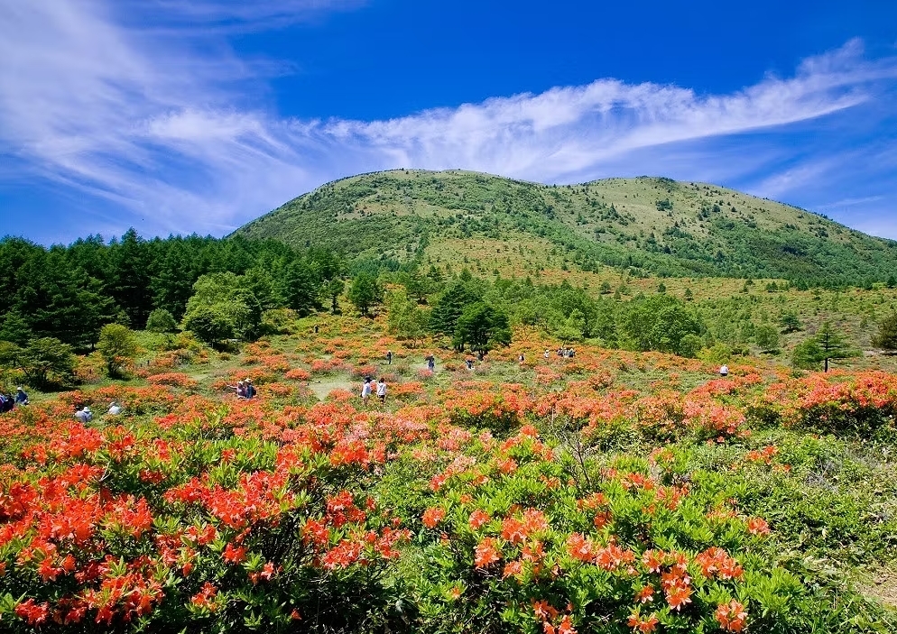 湯の丸高原つつじ祭（嬬恋村）【6月5日(金)～6月30日(火)】