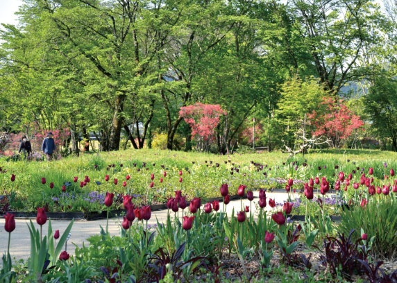 中之条ガーデンズ「若葉フェア」（中之条町）【5月2日（土） ～ 5月6日（水）】