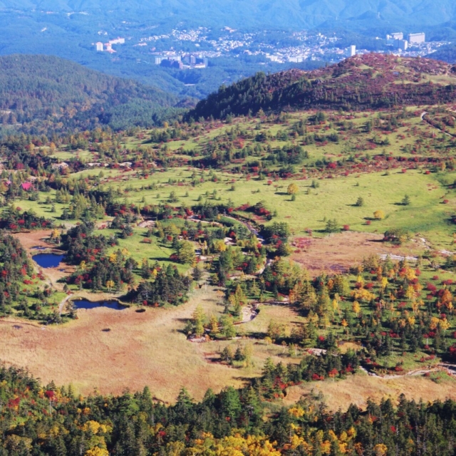 ラムサール条約登録地を歩く！ 芳ヶ平湿原とチャツボミゴケ公園散策ツアー受付中！（中之条町）【3月30日（月）～10月31日（土）】